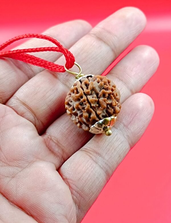 Nepal Rudraksha