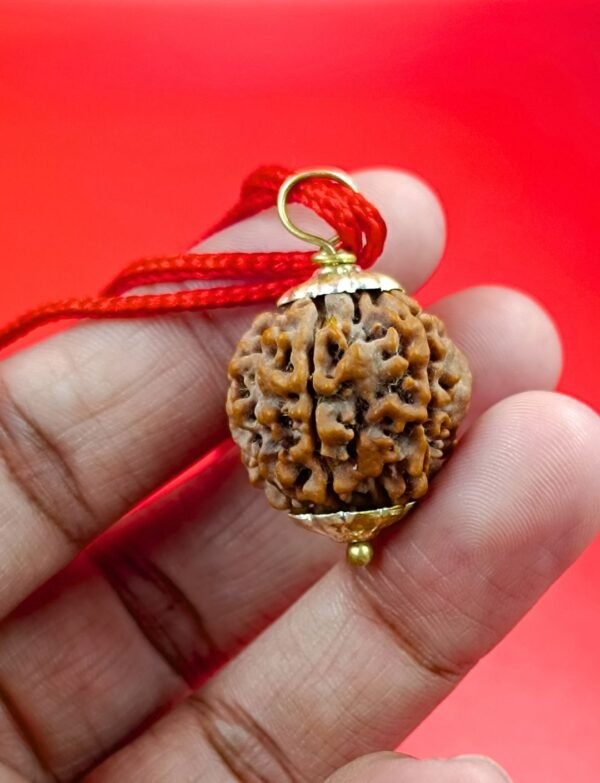 5 Mukhi Rudraksha For Jupiter Wealth & Wisdom Rudraksha - Nepal Rudraksha - Image 5
