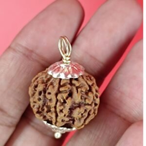 5 Mukhi Rudraksha For Jupiter Wealth & Wisdom Rudraksha - Nepal Rudraksha