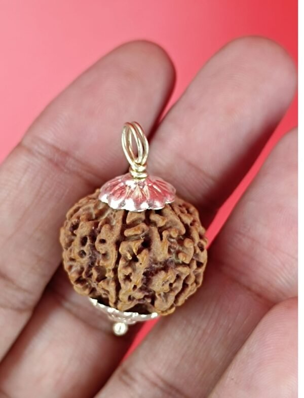 5 Mukhi Rudraksha For Jupiter Wealth & Wisdom Rudraksha - Nepal Rudraksha