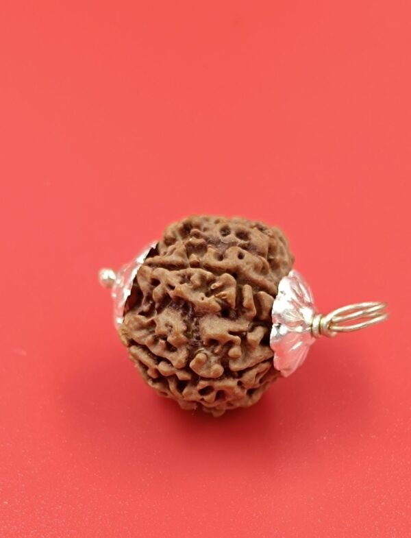 Nepal Rudraksha
