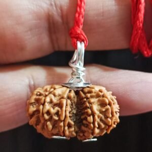 गौरी शंकर रुद्राक्ष Gouri Shankar Rudraksha