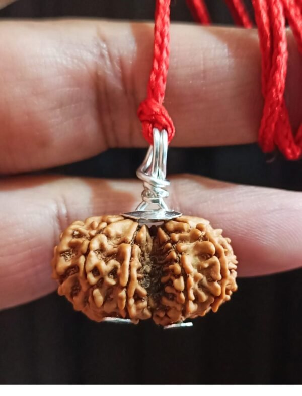 गौरी शंकर रुद्राक्ष Gouri Shankar Rudraksha