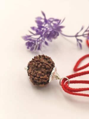 7 Mukhi Rudraksha For Saturn & Goddess Lakshmi