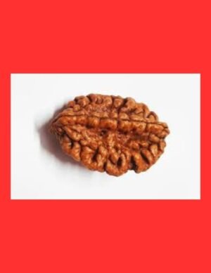 2 Mukhi Rudraksha For Moon Planet