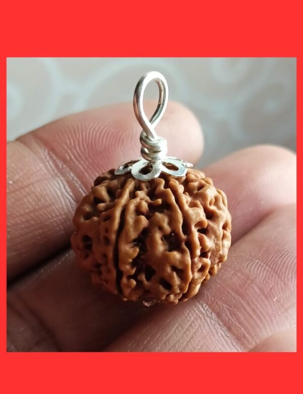 7 Mukhi Rudraksha For Saturn & Goddess Lakshmi