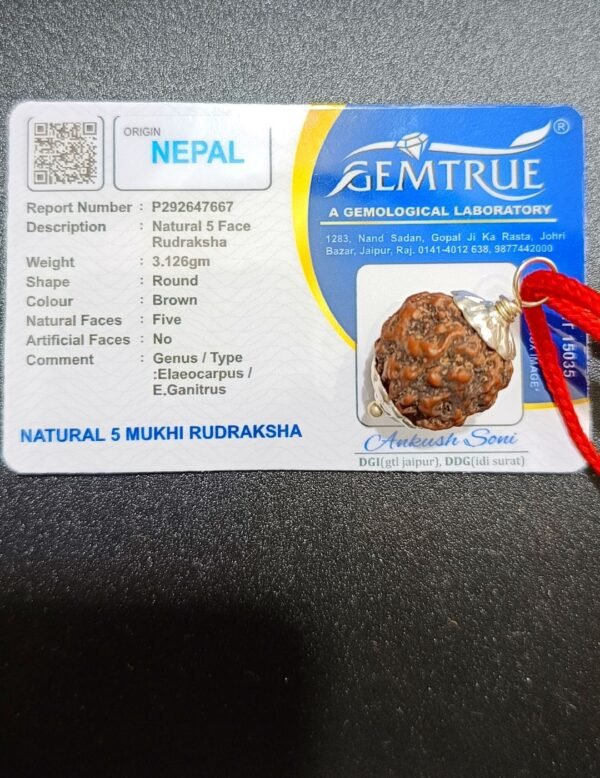 5 Mukhi Rudraksha For Jupiter Wealth & Wisdom Rudraksha - Nepal Rudraksha - Image 6