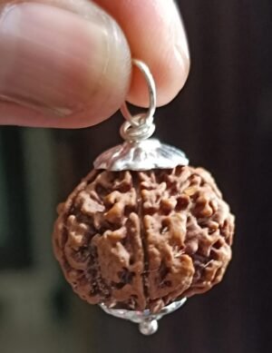 6 Mukhi Rudraksha For Goddess Lakshmi & Venus Planet