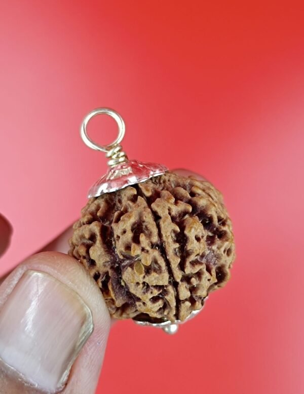 9 Mukhi Rudraksha For Ketu Planet
