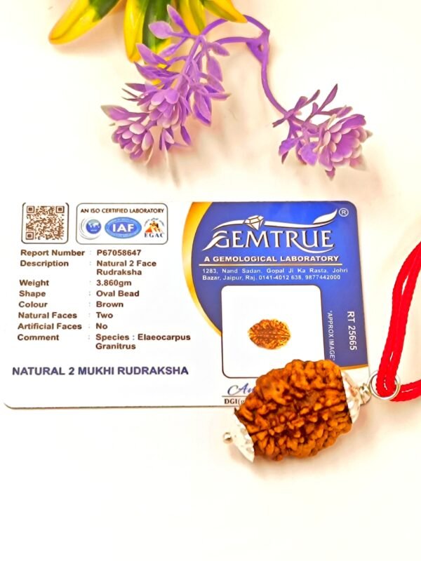 2 Mukhi Rudraksha For Moon Planet - Image 3