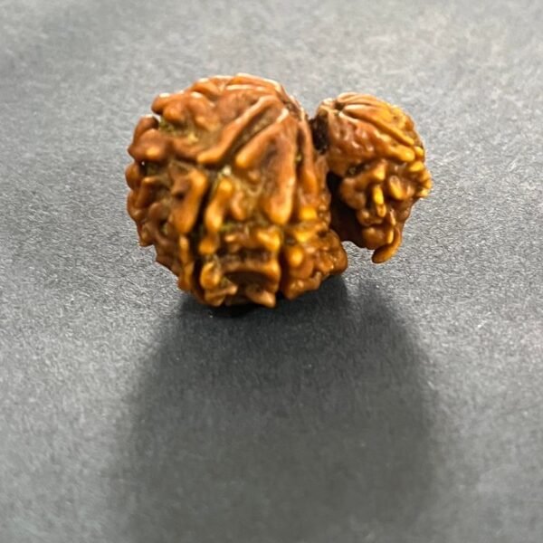 Garbha Gouri Rudraksha | गर्भ गौरी रुद्राक्ष