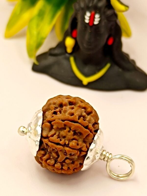 10 Mukhi Rudraksha - Ten Face Rudraksha