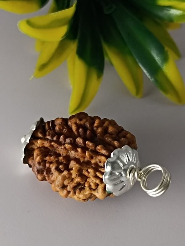 2 Mukhi Rudraksha For Moon Planet - Image 2