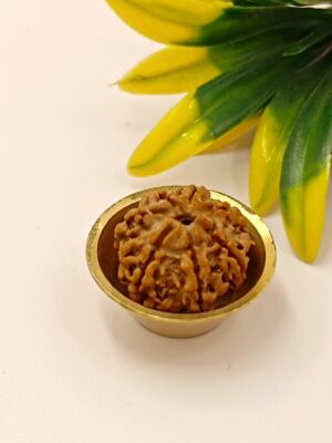 5 Mukhi Rudraksha With Brass Katori To Keep in Puja Room