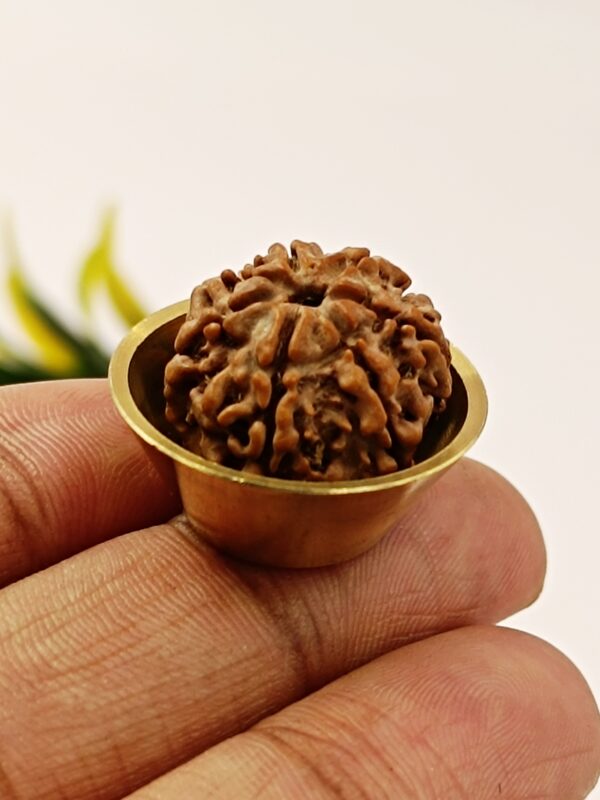5 Mukhi Rudraksha With Brass Katori To Keep in Puja Room - Image 2