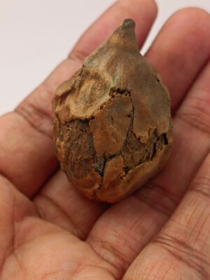 Samudri Tantrik Nariyal - Sea Coconut - Black Coconut - Tantrik Coconut